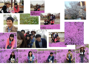벚꽃 이미지