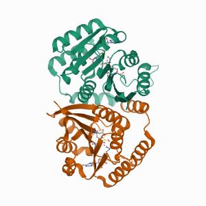 TrmR from B. subtilis complexed with SAH or SAH/tRNA 이미지