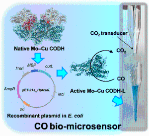 Functional Expression of a Mo–Cu-dependent Carbon Monoxide Dehydrogenase (CODH) and Its Use as a Dissolved CO Bio-microsensor