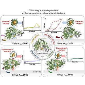Peptide Sequence-Driven Direct Electron Transfer Properties and Binding Behaviors of Gold Binding Peptide-Fused Glucose Dehydrogenase on Electrode