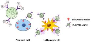 Effective and prolonged targeting of a nanocarrier to the inflammation site by functionalization with ZnBPMP and chitosan