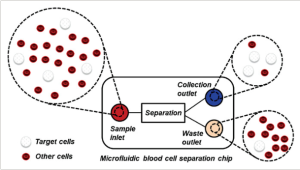 Microfluidic Label-Free Hydrodynamic Separation of Blood Cells: Recent Developments and Future Perspectives