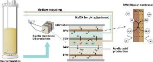 179. A sustainable bioprocessing system leveraging gas fermentation and bipolar membrane electrodialysis system for direct recovery of acetic acid