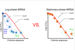 Deciphering the Growth Phase-Dependent Degradation Kinetics of Antibiotic Resistance Gene of Methicillin-Resistant Staphylococcus aureus during Chlorination